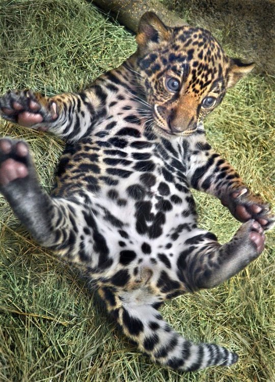 jaguar cubs on Tumblr