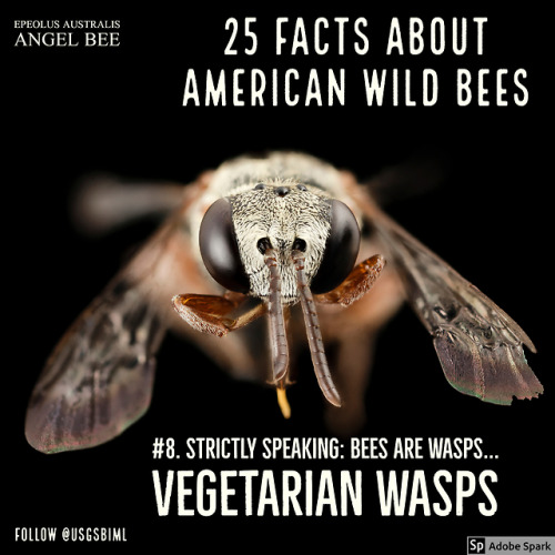 Be Bee bees Entomology Ecology Taxonomy Vegetarian Vegetarianism Wasp Wasps Attitude Number eight 25 best USGS Department of the Interior Insect Insects Arthropod Arthropods Angel White Bright Illuminating Facts Black background