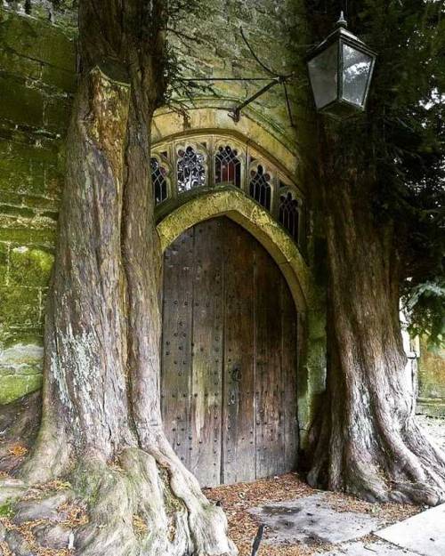 hyperboreanesoterica:Ancient yew trees either side of the North...