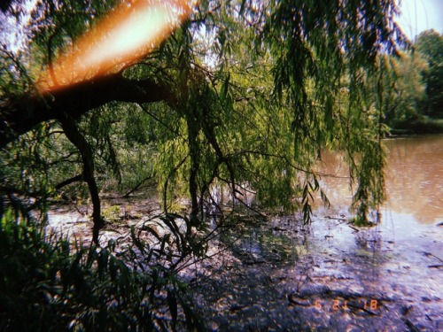 i want to lounge on that big ole branch and read a book on a lazy sunday afternoon mine my photography huji hujicam nature cottagecore water woods vintage