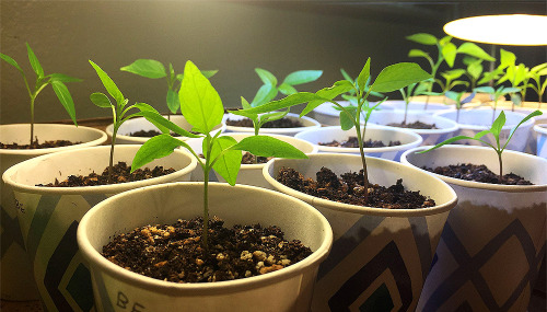 pepper-patch