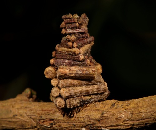 sinobug