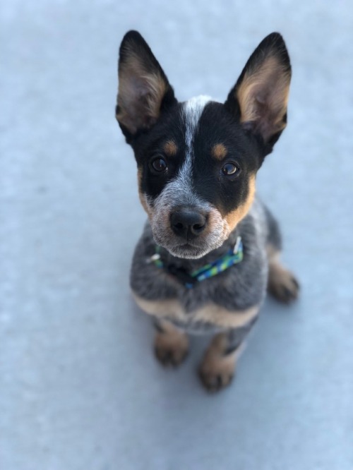 puppiestotherescue:Sitting pretty #acd #heeler