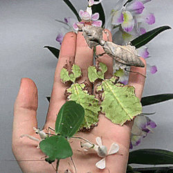 giant leaf insect | Tumblr