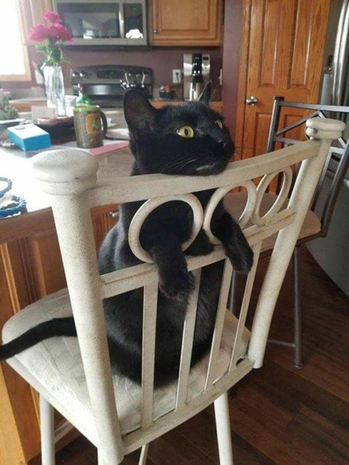 loloftheday:Cat shows you the right way to use chair holes