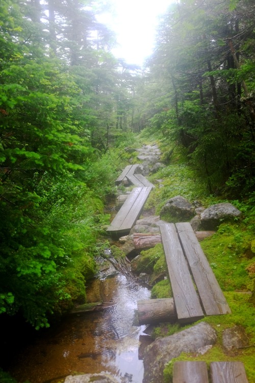 pedrodynomite:Bog walkin’ through the New Hampshire Appalachian...