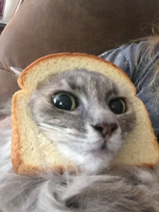 breadcat on Tumblr