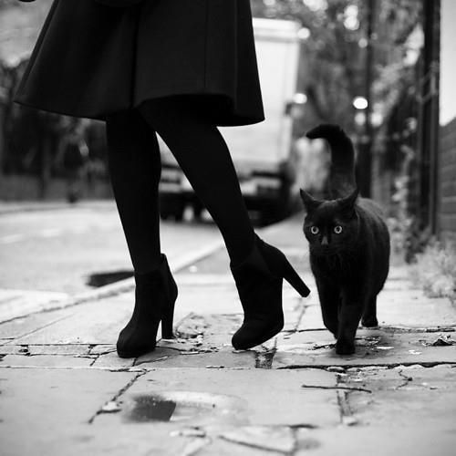 witch nu goth black cat cat familiar