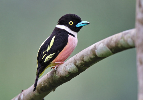 mokacahuete:Eurylaime à capuchon.黃黑闊嘴鳥Black and Yellow...