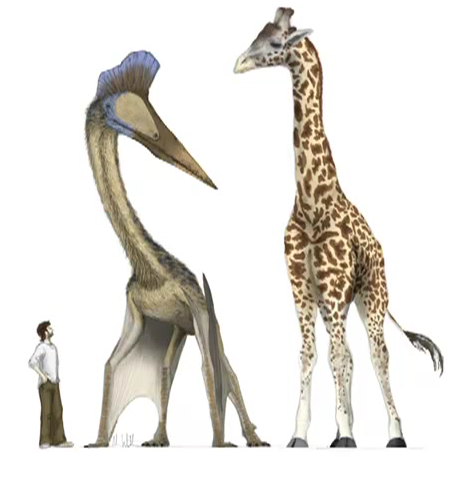 pterosaur 30