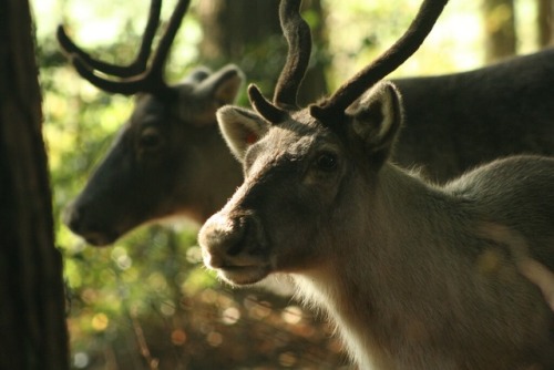 mp deer reindeer cottagecore forest woods