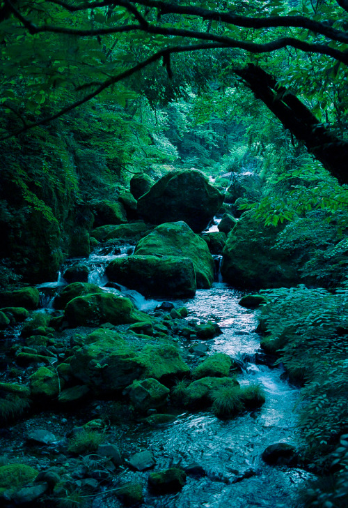 coiour-my-world:Rain forest beauty