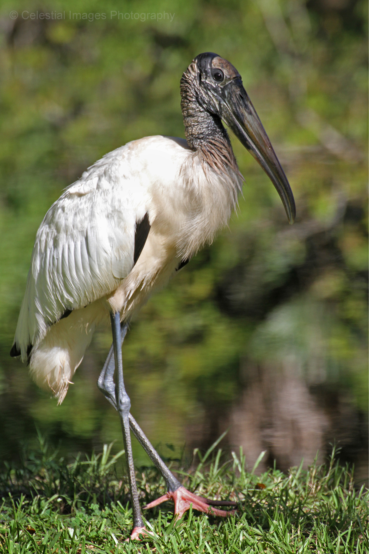 Wood Stork Mycteria Americana Mead Botanical Celestes Nature