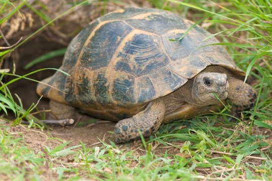 i saw a millennial ignore a friendly tortoise who need help crossing ...