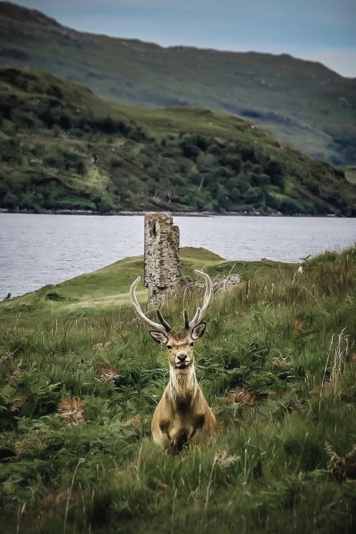 maureen2musings:Cheeky stag at Ardvreck...