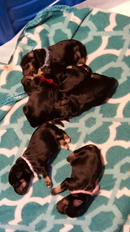 New litter of pups. One day old. There are 6 this time 4M...