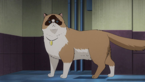 animecatoftheday
