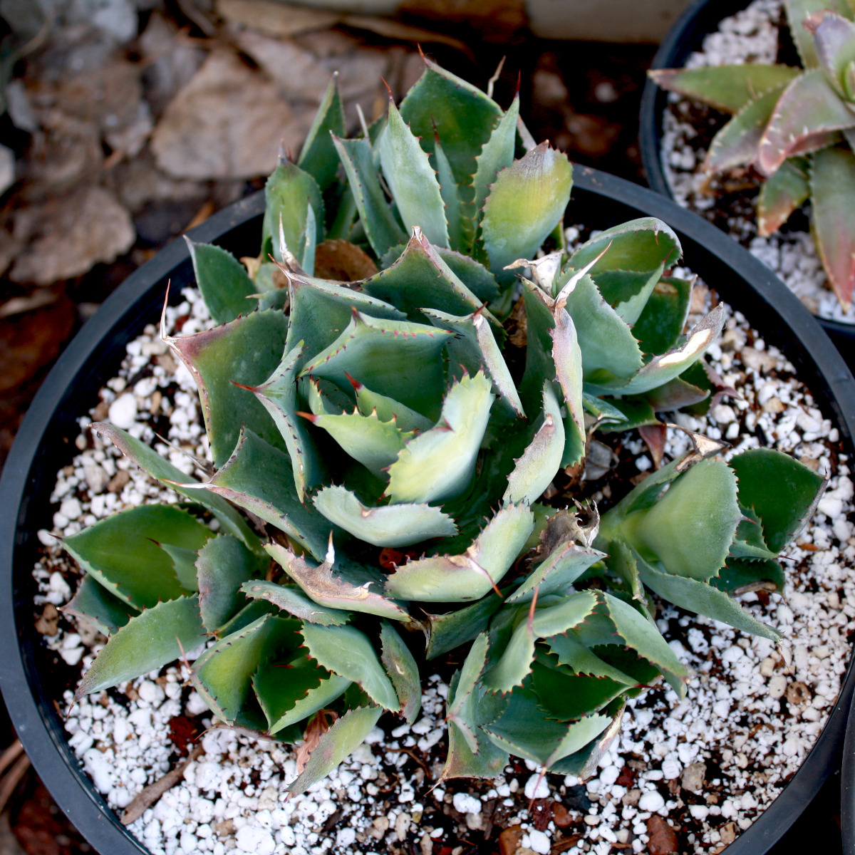 A clump of cabbage agave