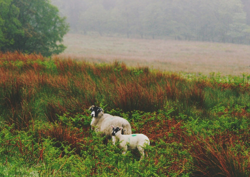 kateoplis:My everchanging Autumn, Daniel Casson