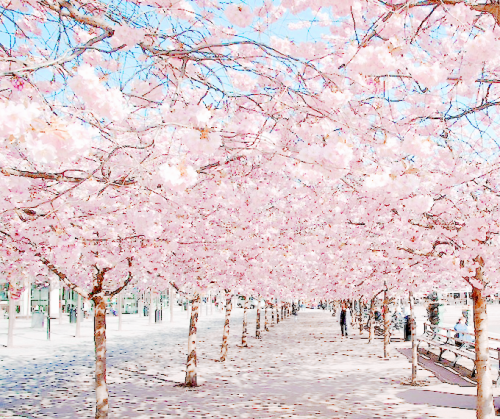 kiyumie:Cherry blossom alley byJens Söderblom // My edit