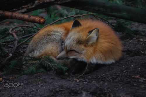 everythingfox:Sleeping fox