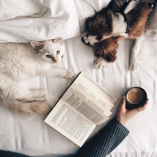 brookbooh:My favorite things in lifeCatsBooksCoffee