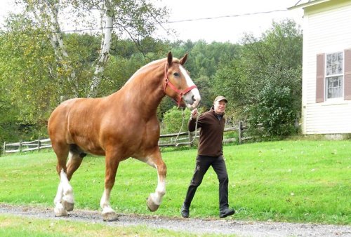 horsesarecreatures:Red - Belgian Draft