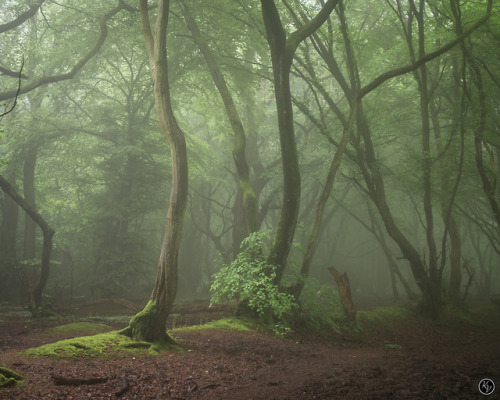 forestmist:By Karl Vaughan