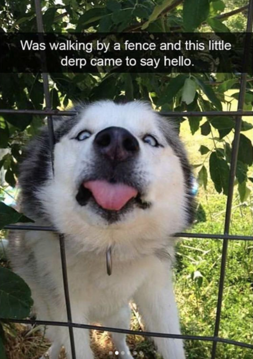 babyanimalgifs:Animal snaps