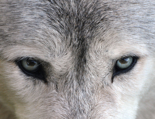 wolf eyes on Tumblr