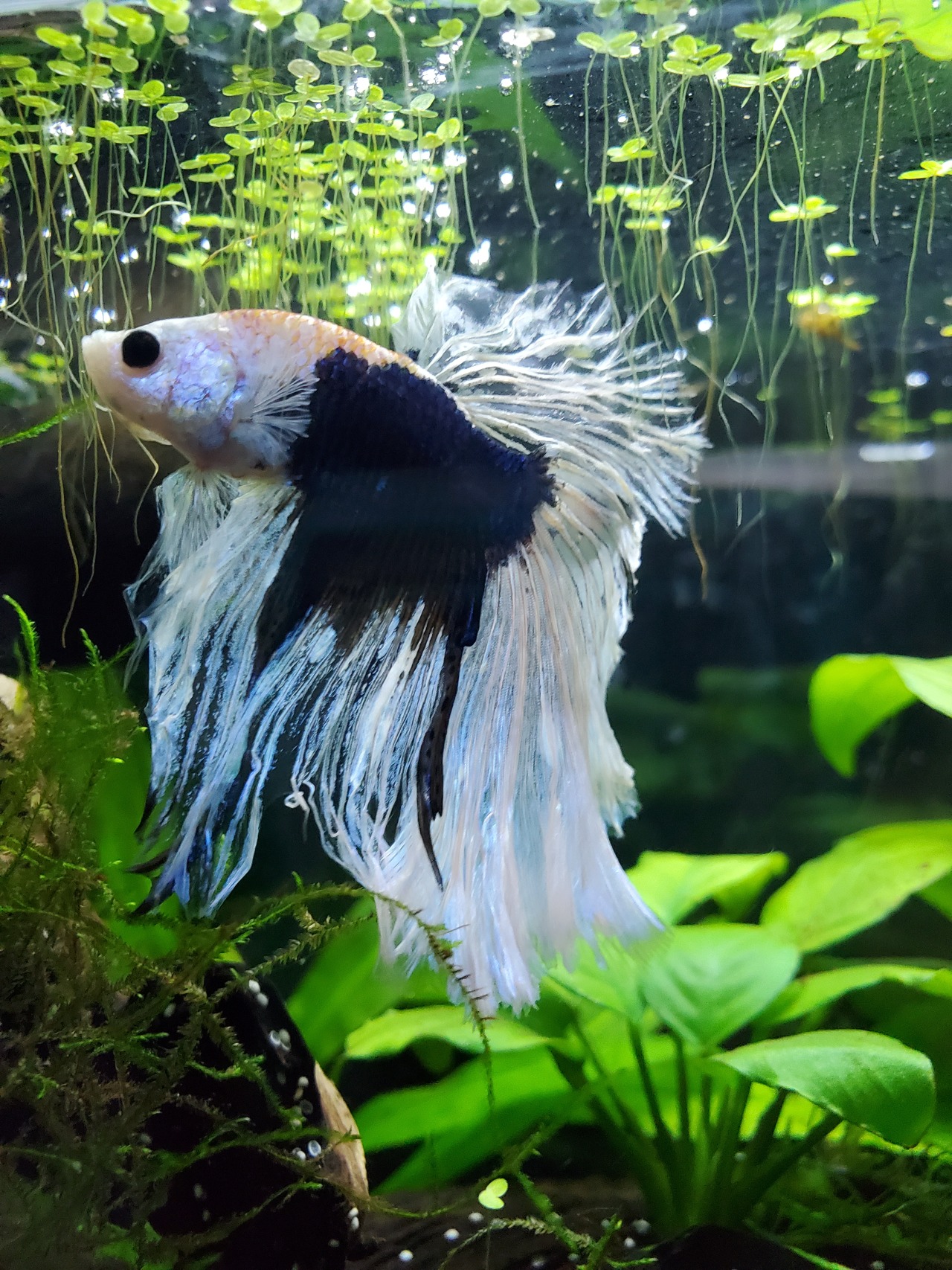 bettas and marimos — izzy-the-fish-girl: Blue Discus ~by Jessa B.C....