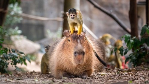 Capybara and Squirrel monkey cohabitating in New Zealand