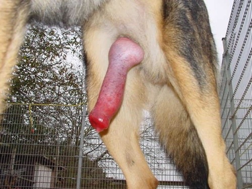 Biggest Dog Dick