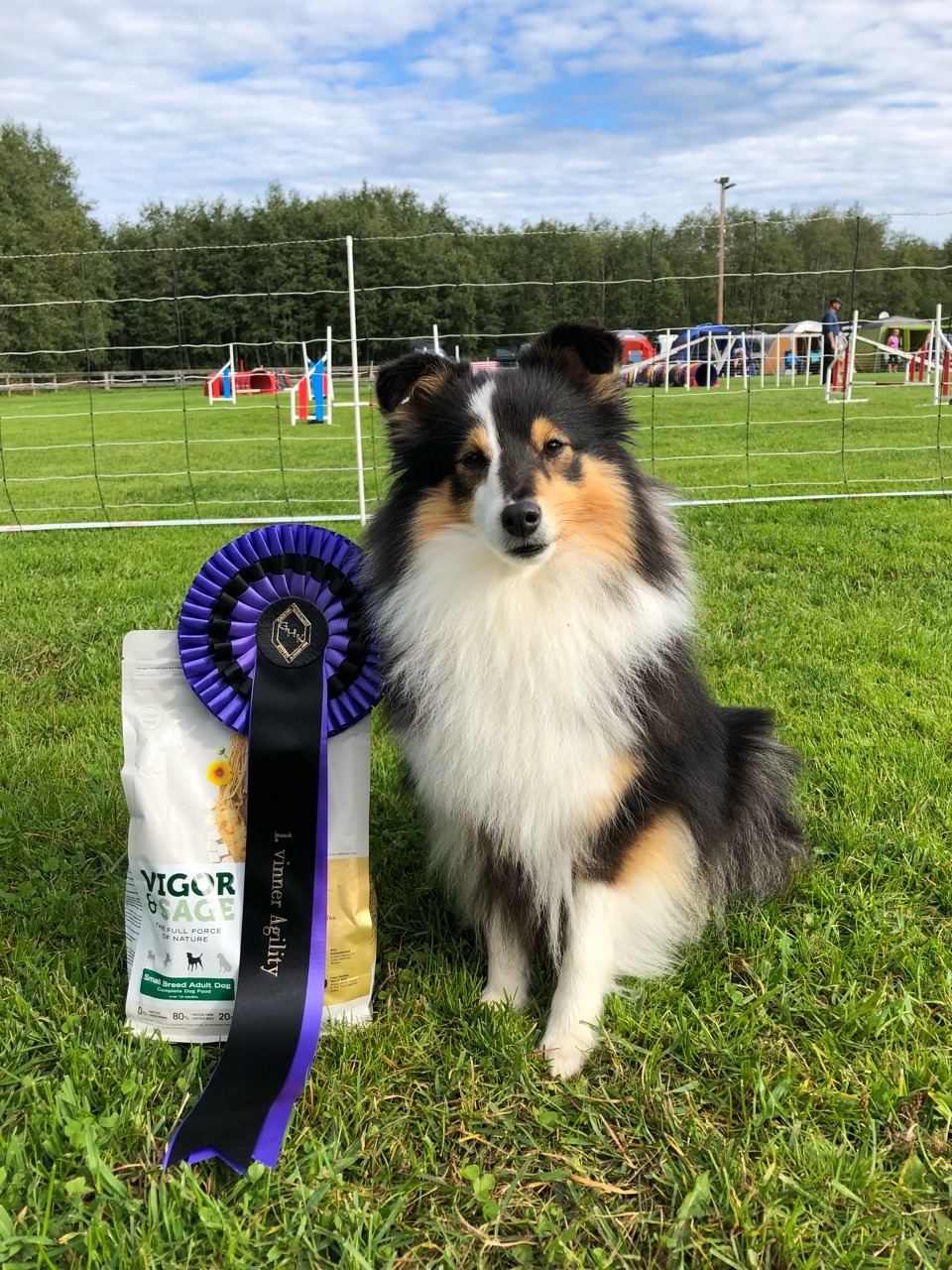 tricolor shelties | Tumblr