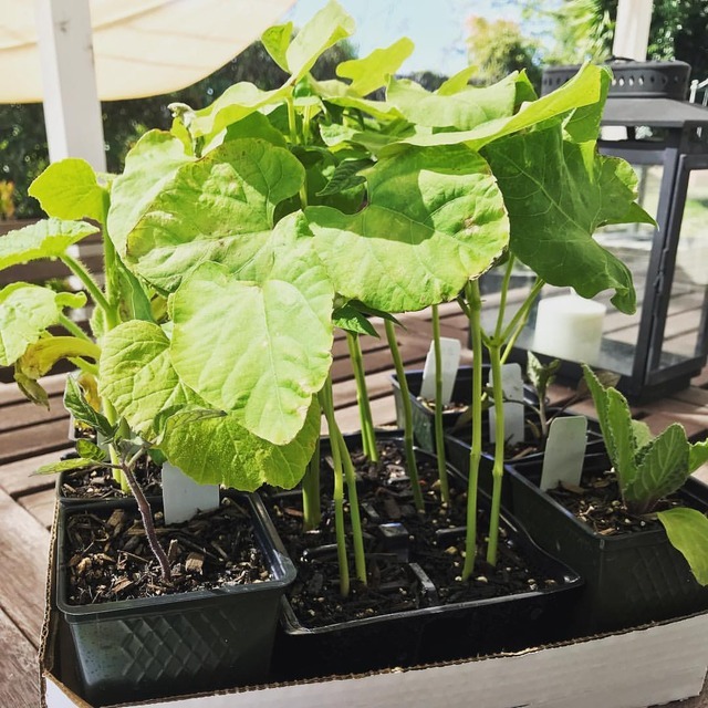 Mr. Moonflower — Sunny days are garden days! Got to plant these...