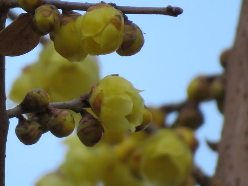 春 遠からじ ？？花粉は お手柔らかに でっすww（昨日すでに両瞼が赤くなってたﾜﾀﾁ）