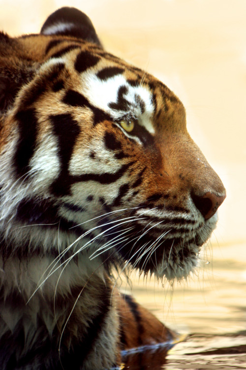 bengal tiger on Tumblr