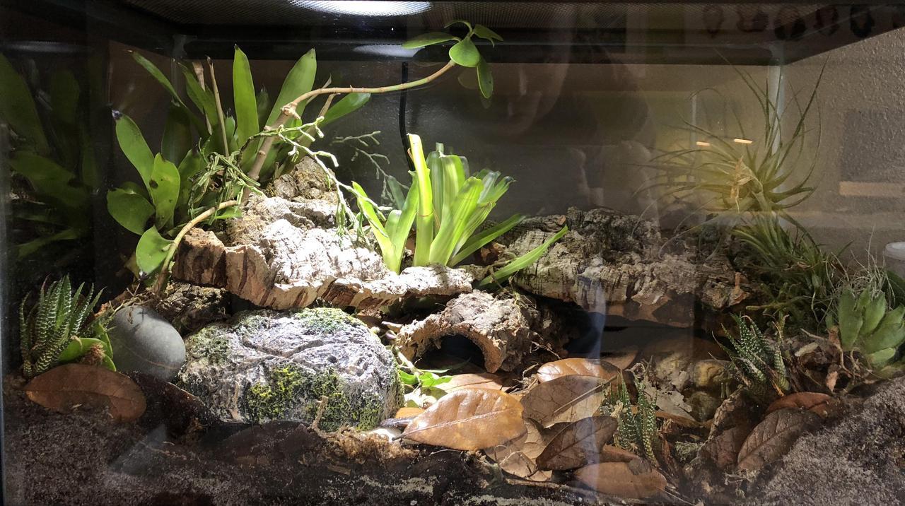 Amazing Pet Enclosures Bioactive Leopard Gecko Enclosure Source