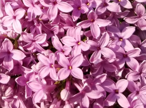 sagecedarsrunning:Inhale lilacs, exhale stress, inhale lilacs,...