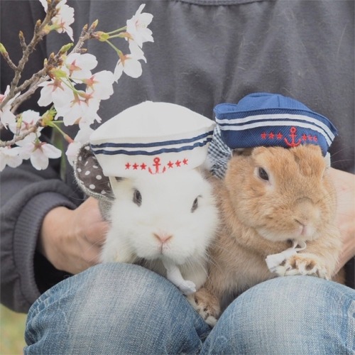 littlebunnyblueofspace:atraversso:Cute bunny- posted by...