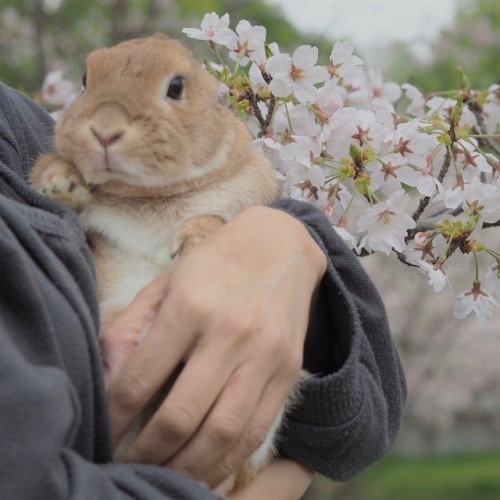 littlebunnyblueofspace:atraversso:Cute bunny- posted by...