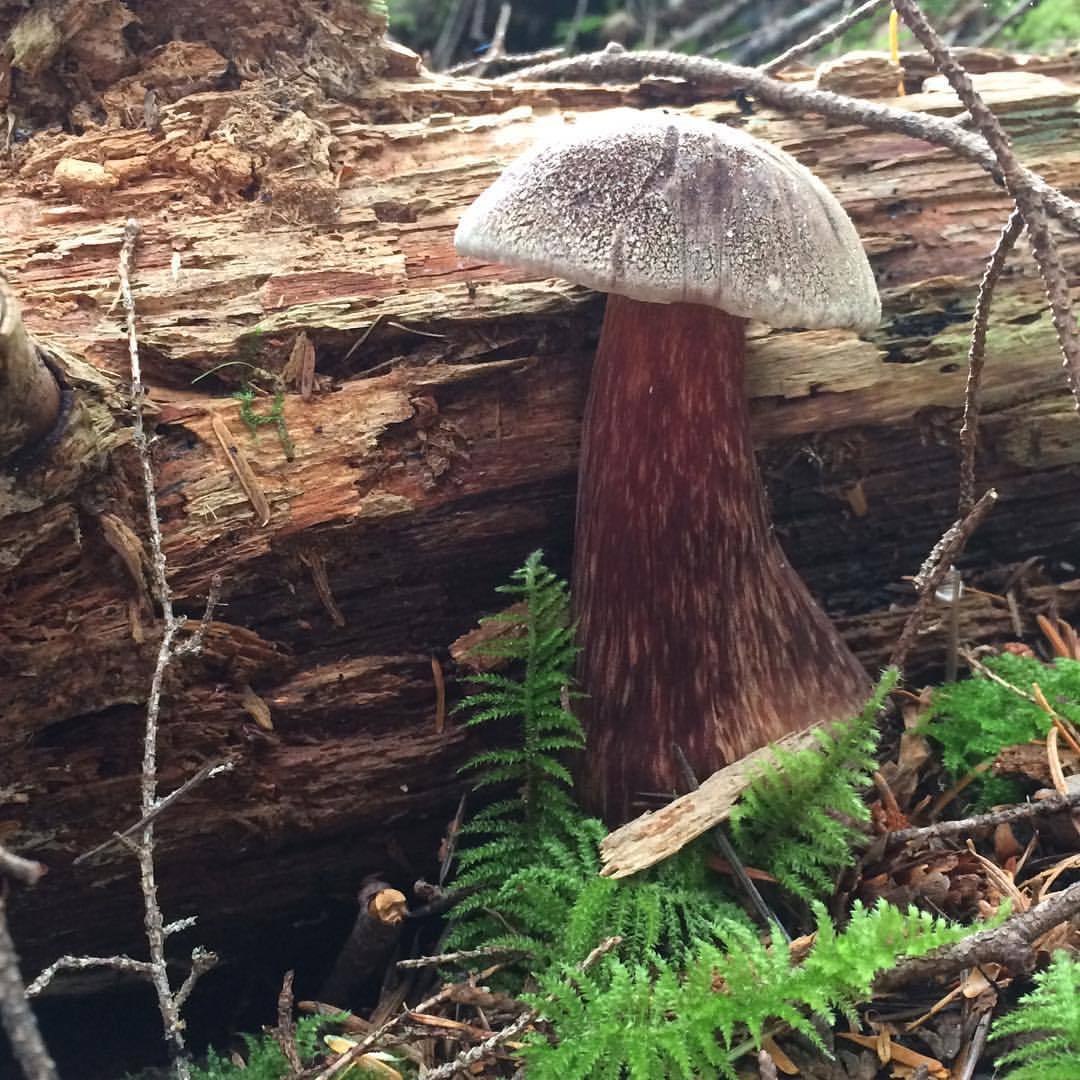 Cydney French â€” mushroom porn. perdy. #cydneyfrench #pnw ...