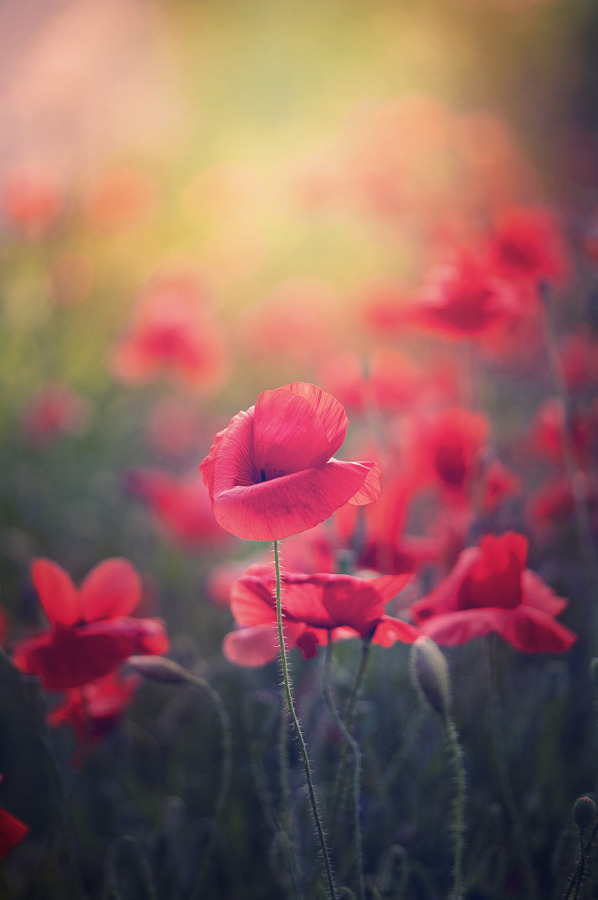 P l a n e t · E a r t h - drxgonfly: Just Poppies (by Katarzyna Soluch)