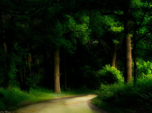 darkface:Forest Scene by =JacqChristiaan