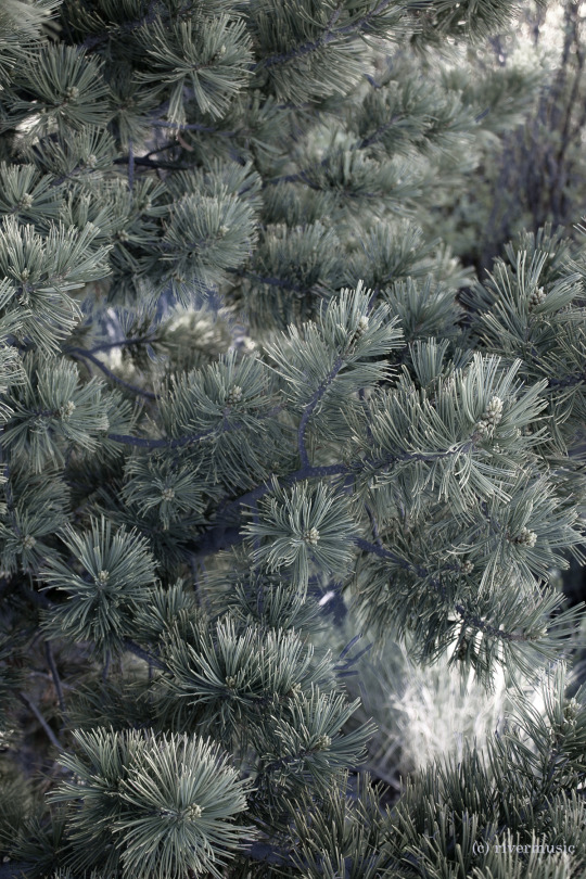 Soft Light through Limber Pine: (c) riverwindphotography