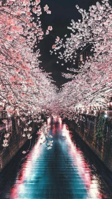 Sakura Tree Wallpaper Tumblr