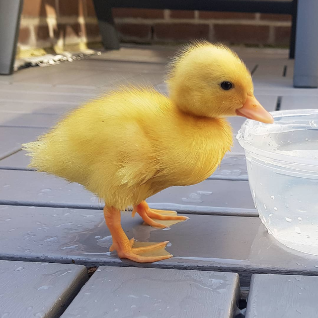 Sassy Ducks