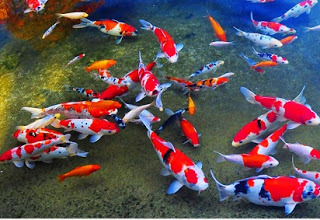 redbottomheelz — Ikan Ikan Cantik: Inilah Dia Pengertian ...