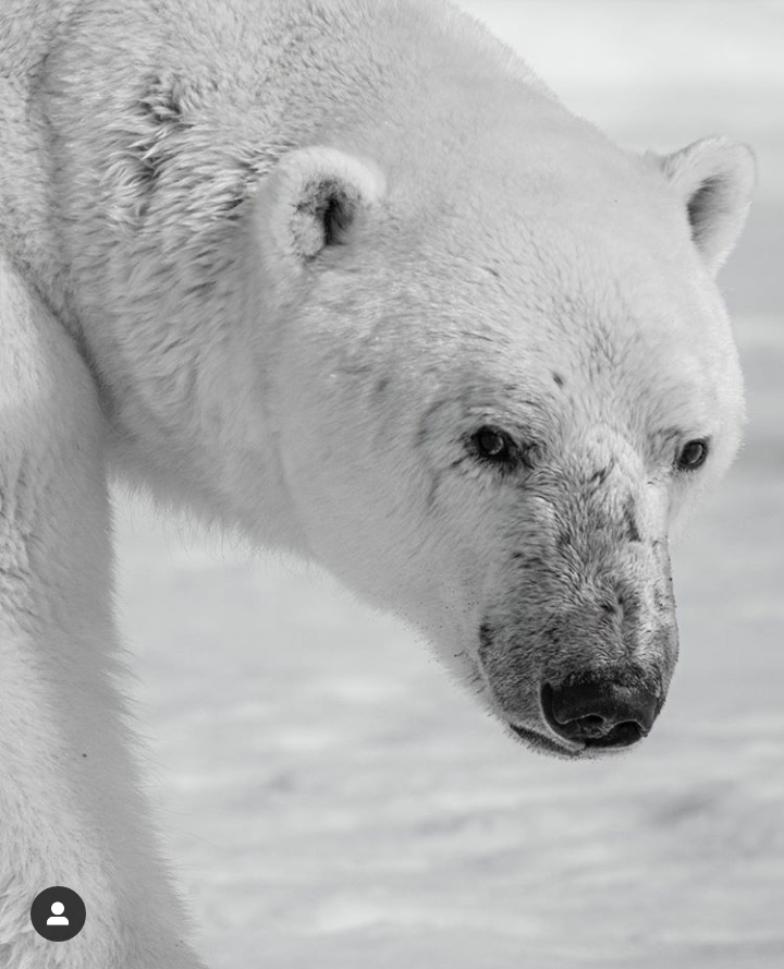 Oso Polar Blanco Y Negro