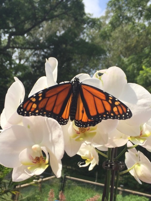 carolef45:Releasing our first Monarch this year. Hopefully...